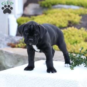Dean, Cane Corso Puppy